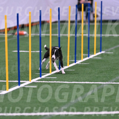 Krypto-Robin-Gray-08083