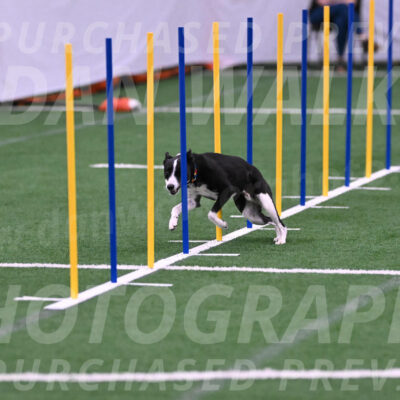 Krypto-Robin-Gray-08084