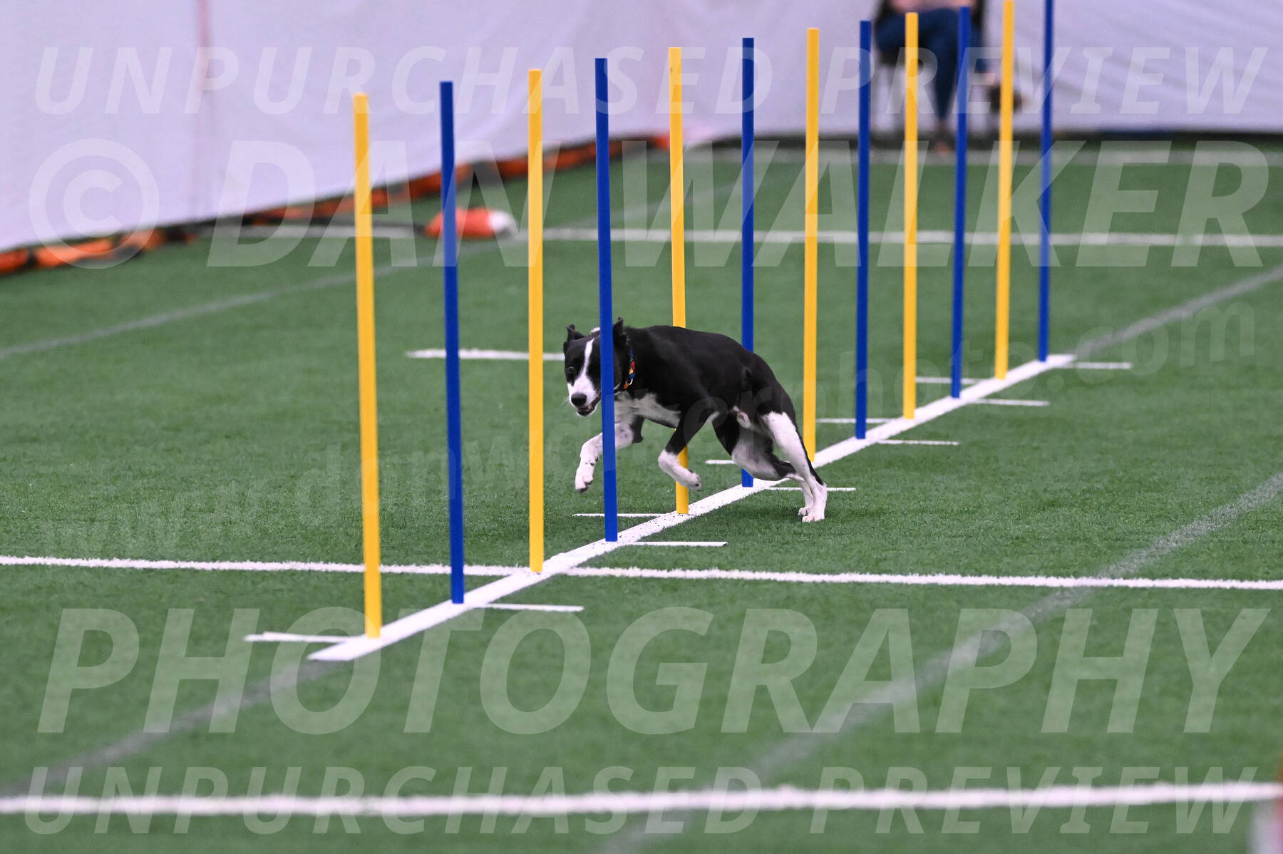 Krypto-Robin-Gray-08084