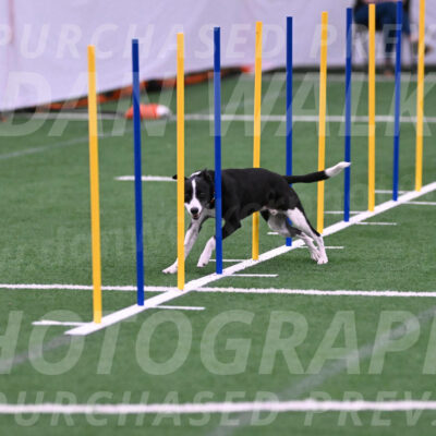 Krypto-Robin-Gray-08085