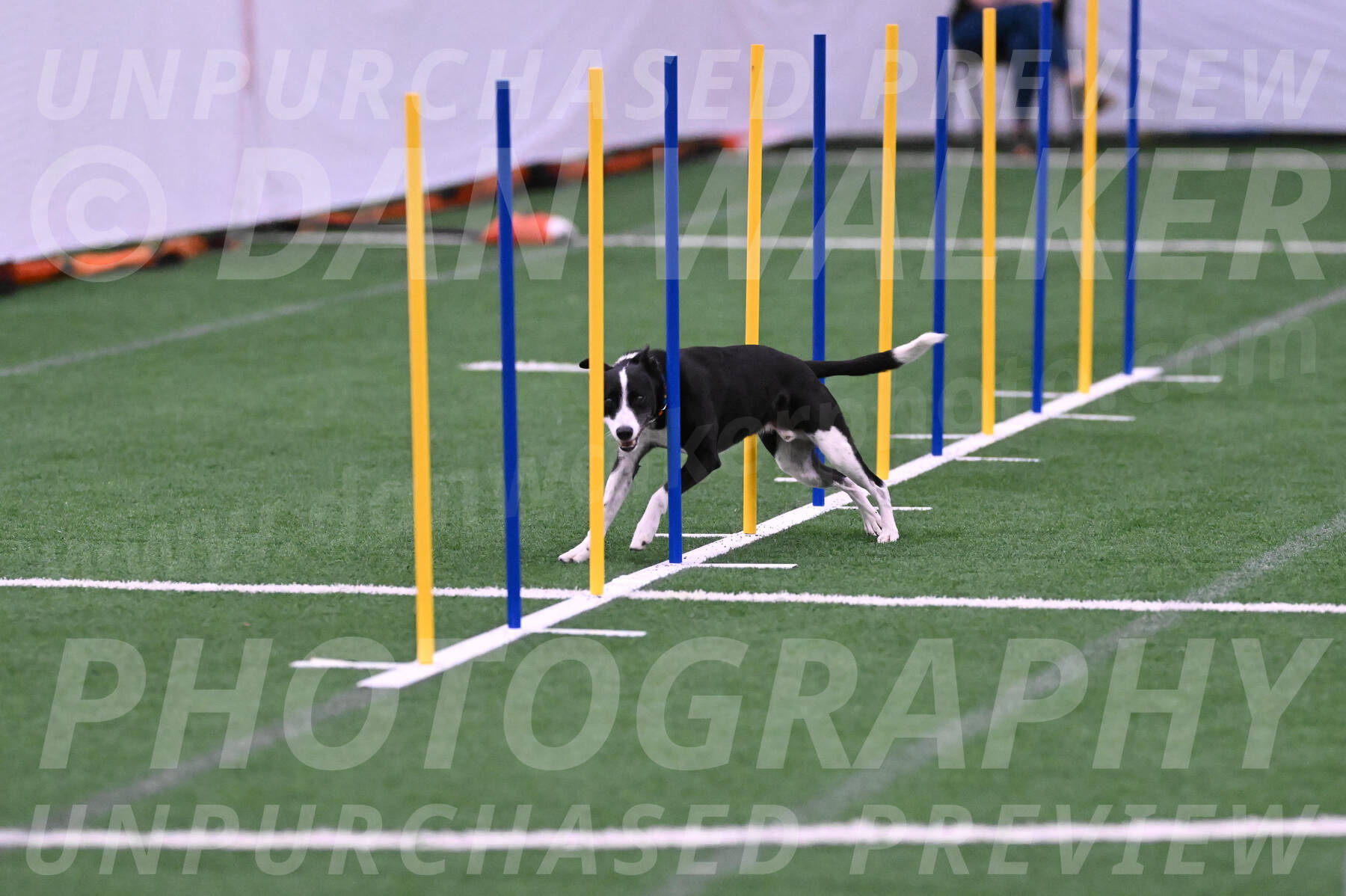 Krypto-Robin-Gray-08085