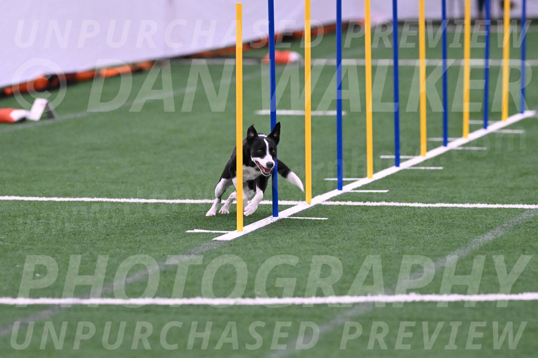 Krypto-Robin-Gray-08093