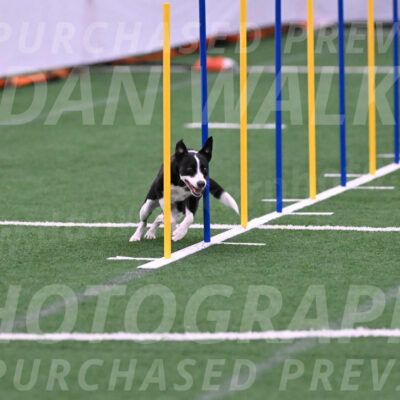 Krypto-Robin-Gray-08093