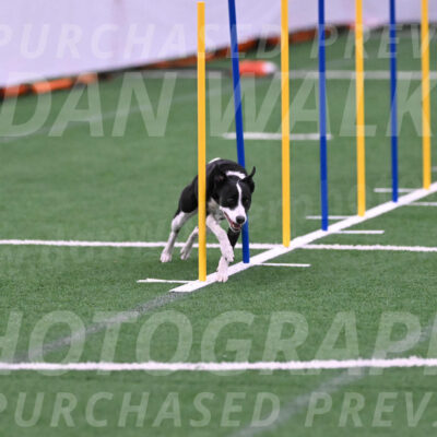 Krypto-Robin-Gray-08094