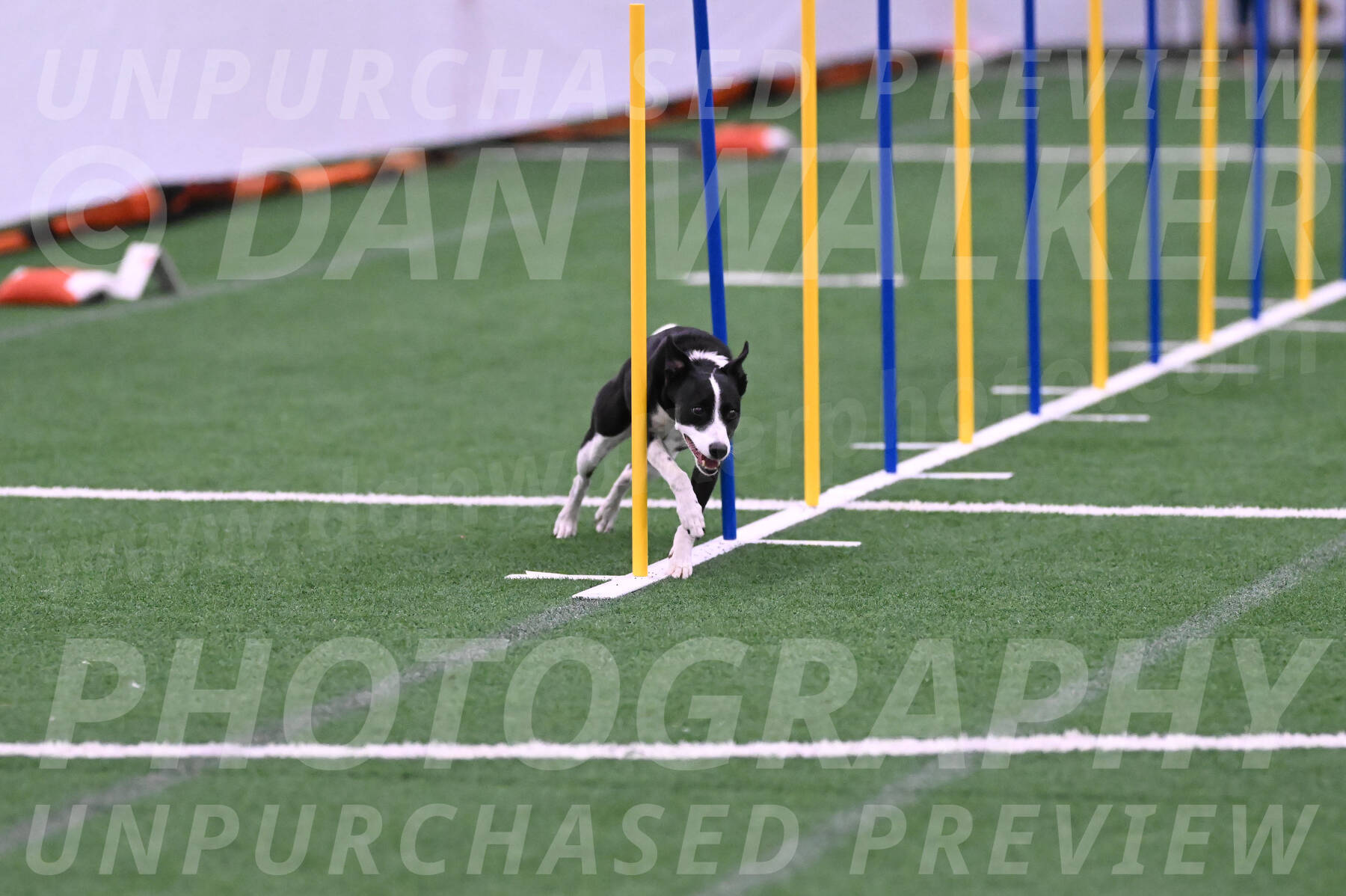 Krypto-Robin-Gray-08094
