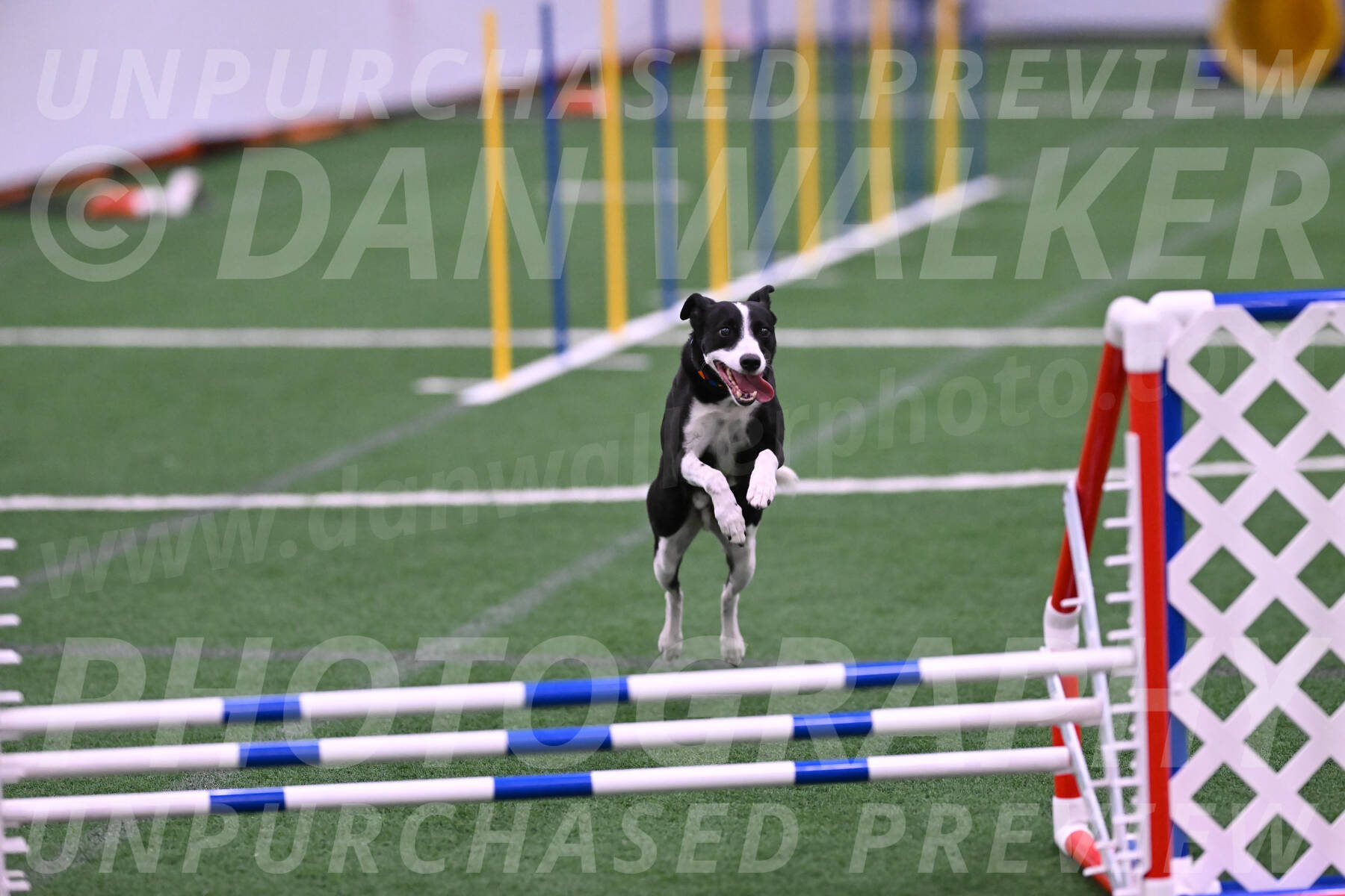 Krypto-Robin-Gray-08095