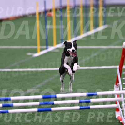 Krypto-Robin-Gray-08095