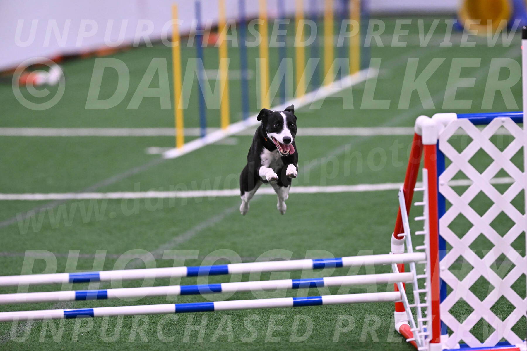 Krypto-Robin-Gray-08096
