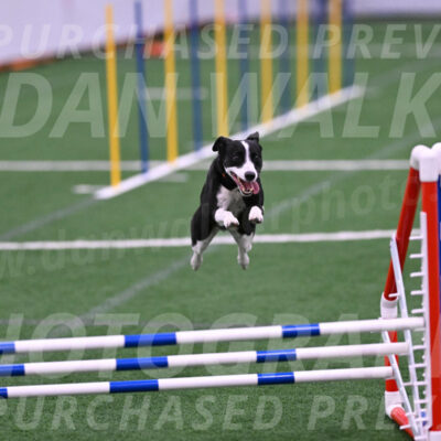 Krypto-Robin-Gray-08096