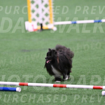 Kuro-Chasidy-DelBalso-26364