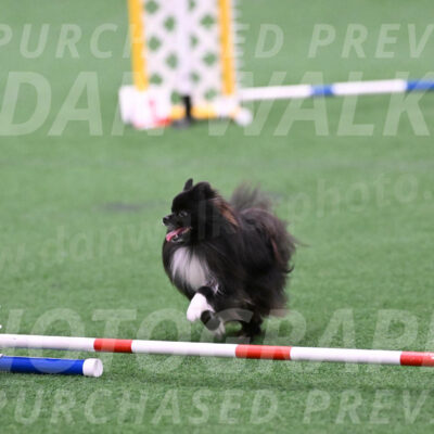 Kuro-Chasidy-DelBalso-26365