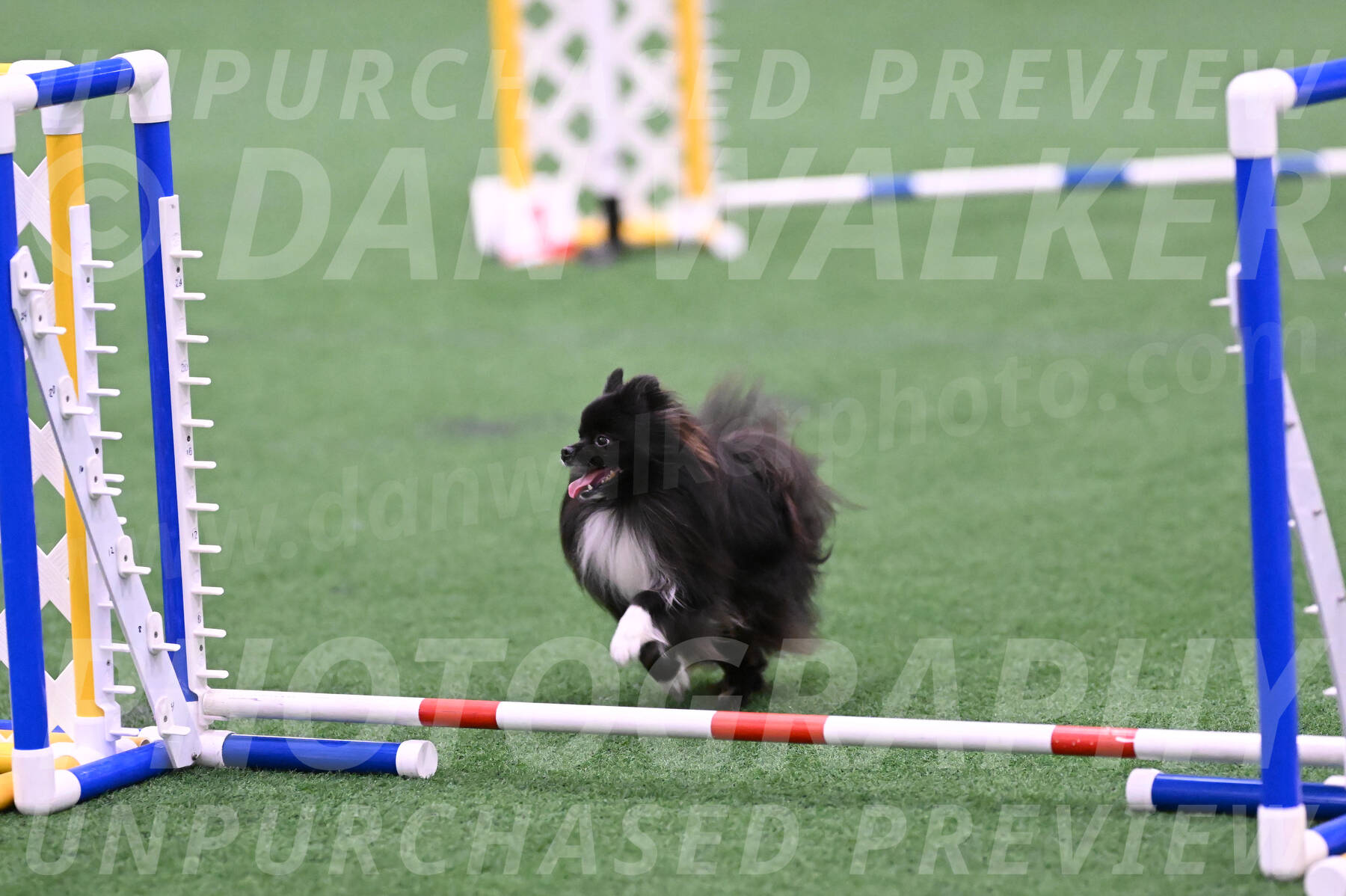 Kuro-Chasidy-DelBalso-26365