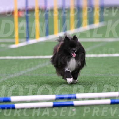 Kuro-Chasidy-DelBalso-26409