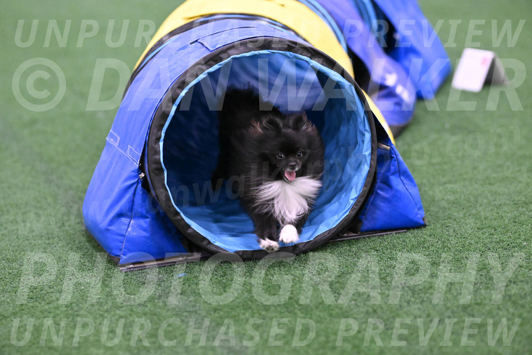 Kuro-Chasidy-DelBalso-26425
