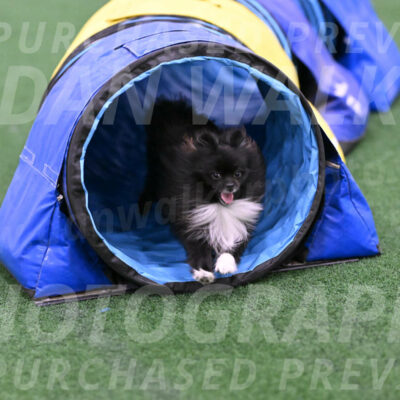 Kuro-Chasidy-DelBalso-26425