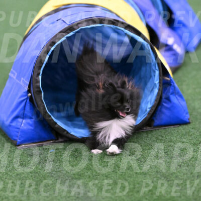 Kuro-Chasidy-DelBalso-26426