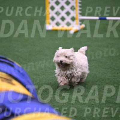 Lyric-Donna-Harris-19602
