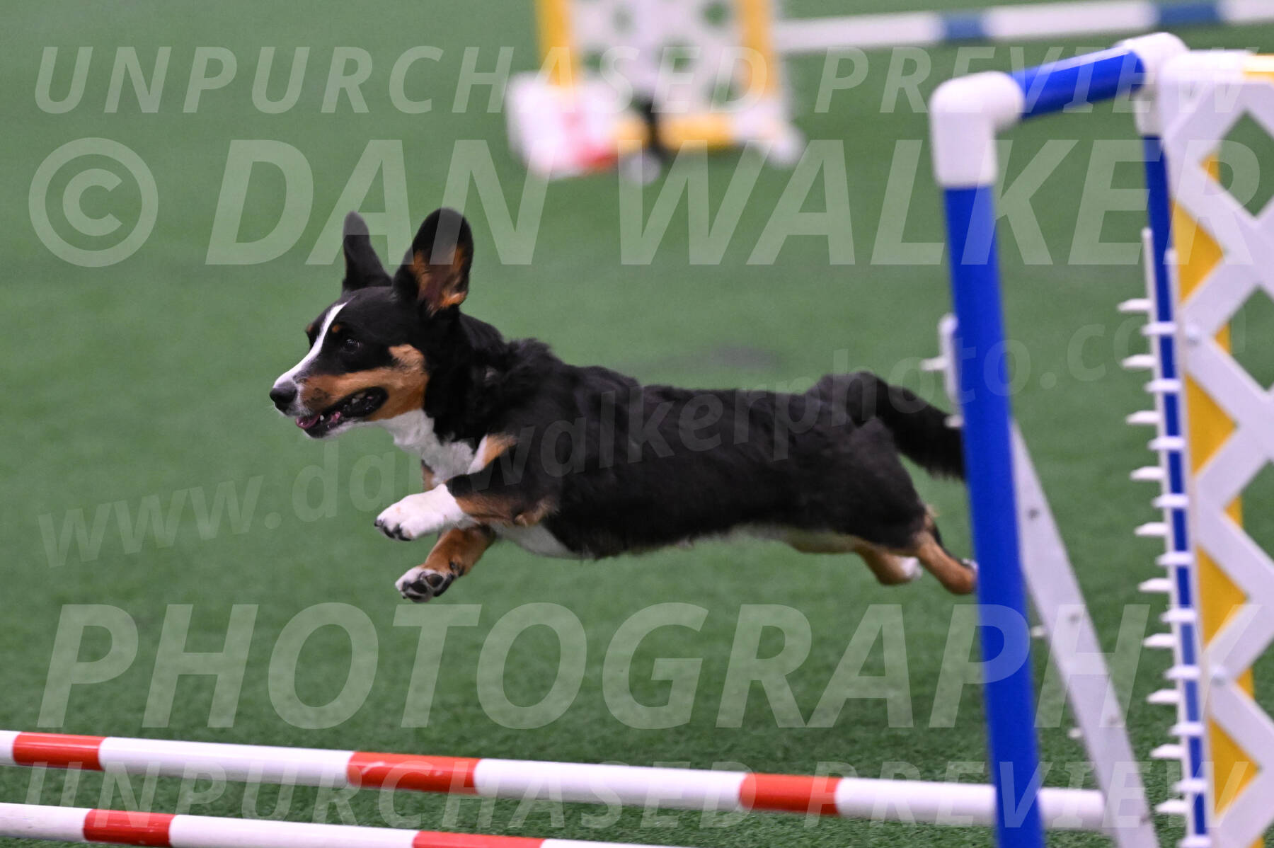 Stella-Debra-Wigal-01455