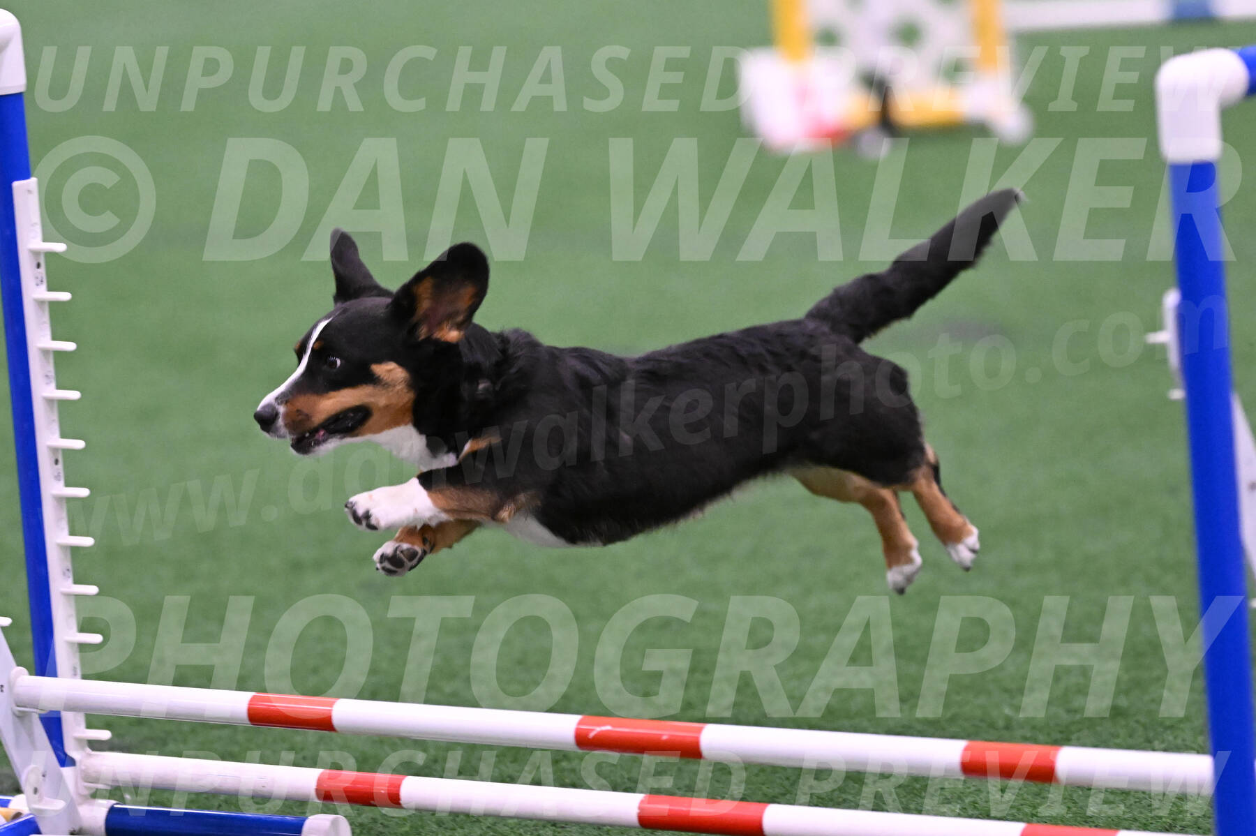 Stella-Debra-Wigal-01456