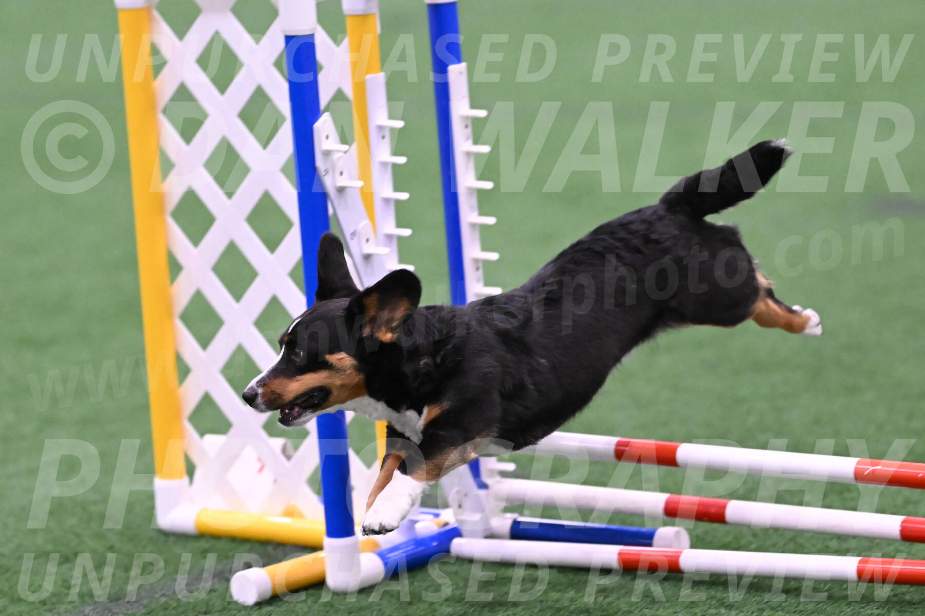 Stella-Debra-Wigal-01458