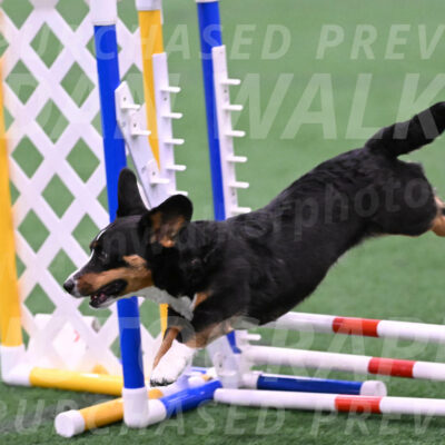 Stella-Debra-Wigal-01458
