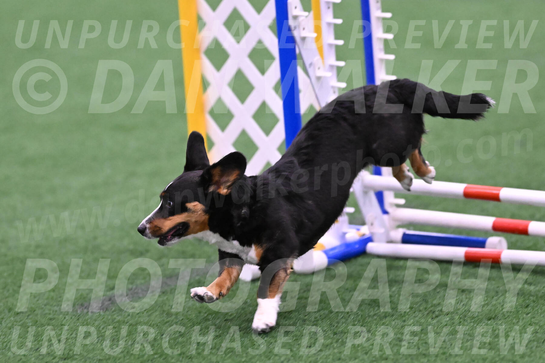 Stella-Debra-Wigal-01459
