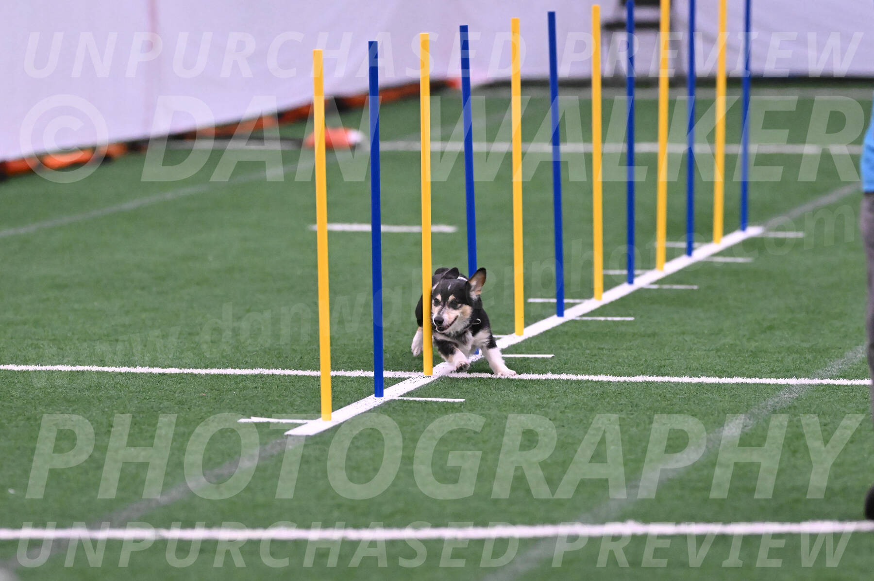 Ozzie-Judy-Roback-02226
