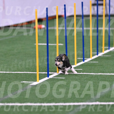 Ozzie-Judy-Roback-02227