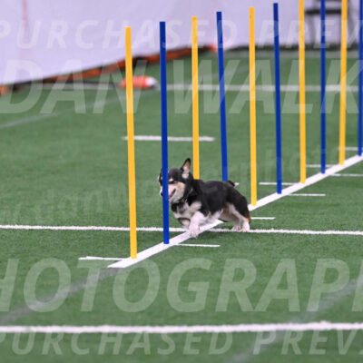 Ozzie-Judy-Roback-02228