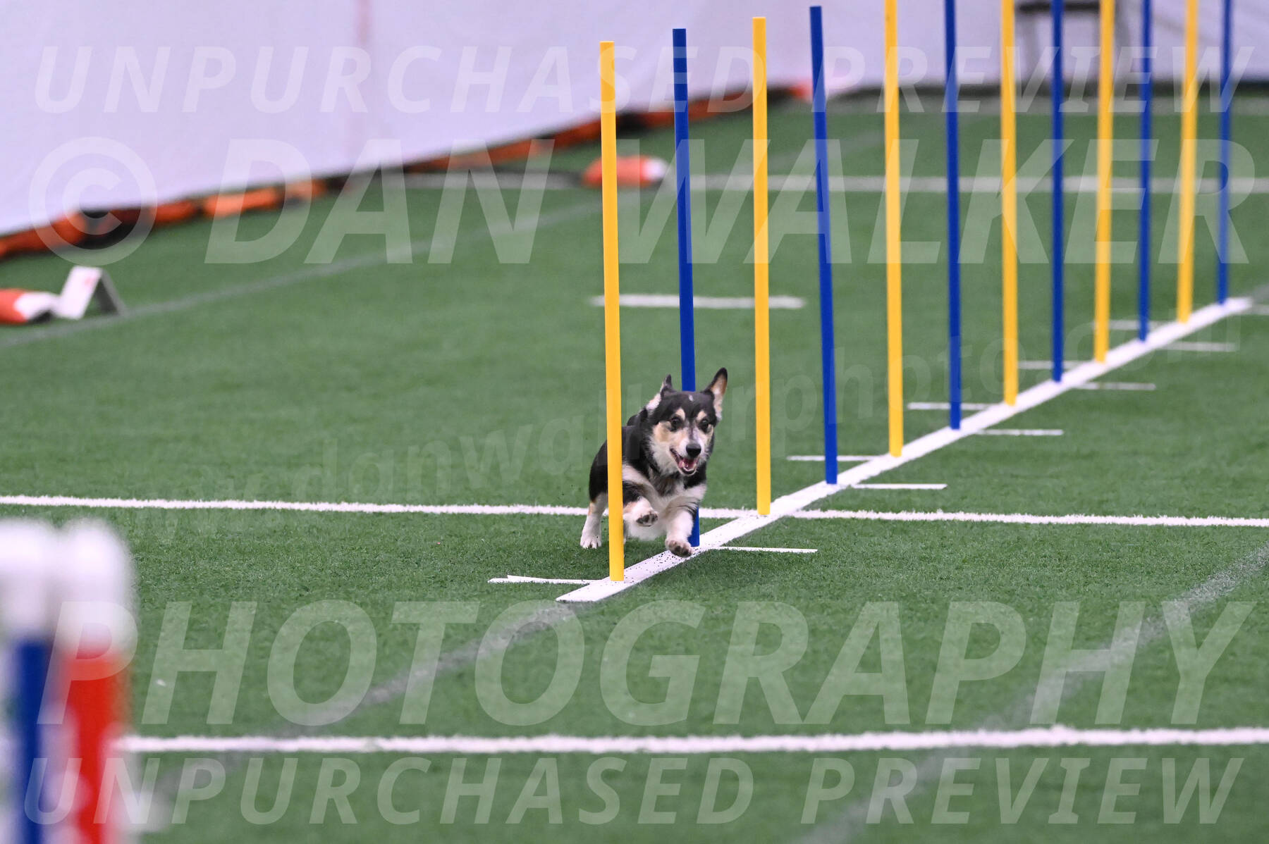 Ozzie-Judy-Roback-02233