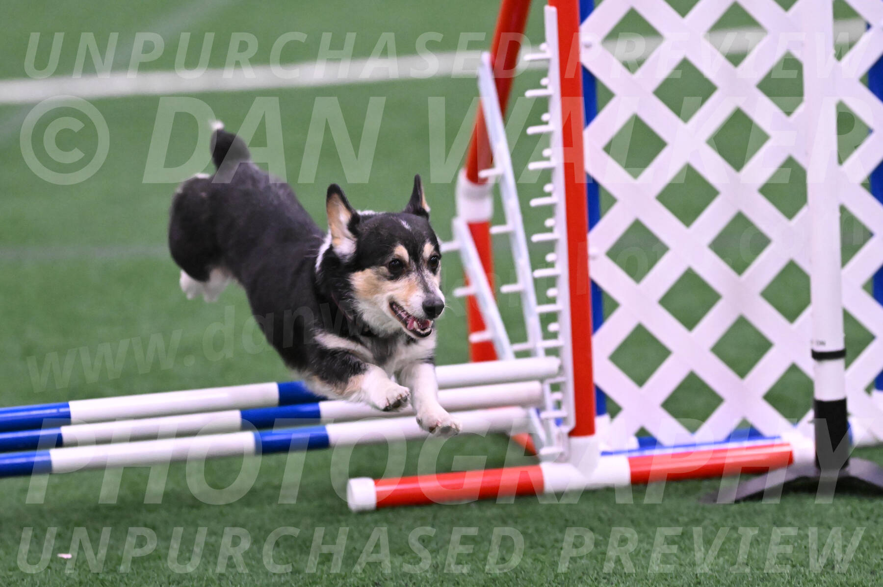 Ozzie-Judy-Roback-02239