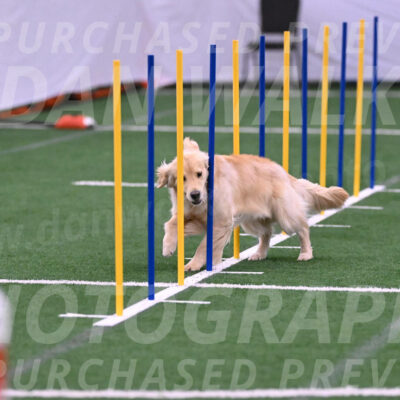 Perry-Steve-Dori-Likevich-12052