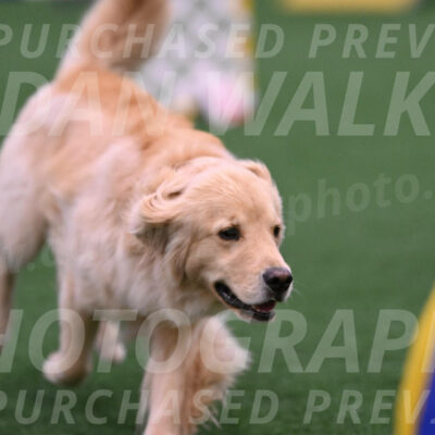 Perry-Steve-Dori-Likevich-12095