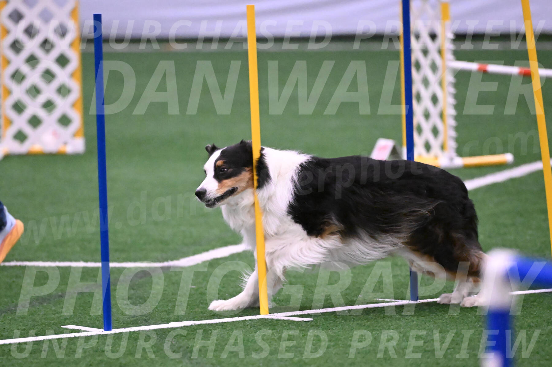 Phoenix-Anita-Selent-01007