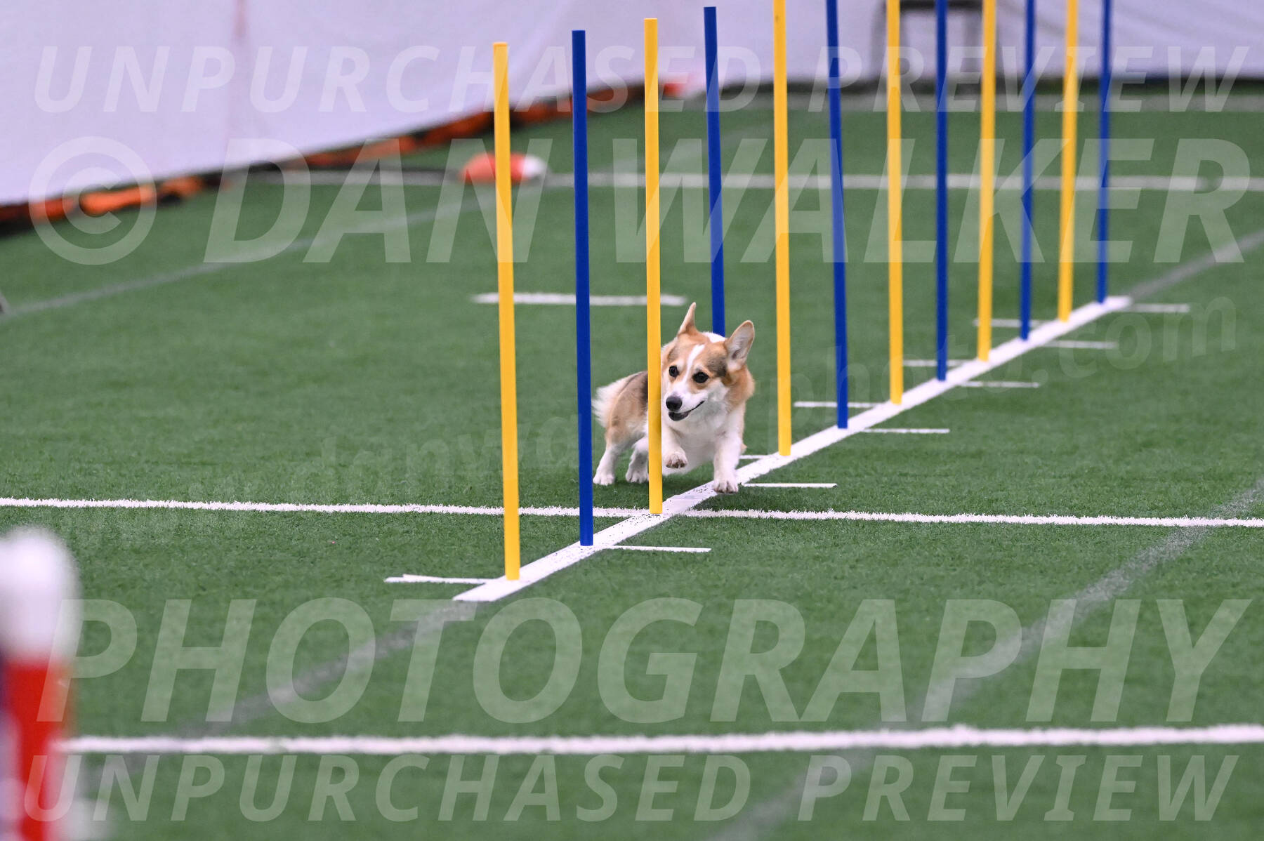 Ozzie-Judy-Roback-02204
