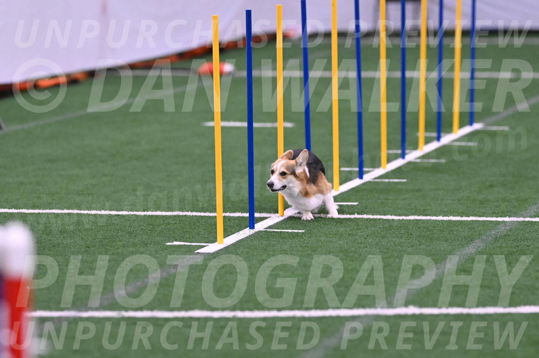 Ozzie-Judy-Roback-02205
