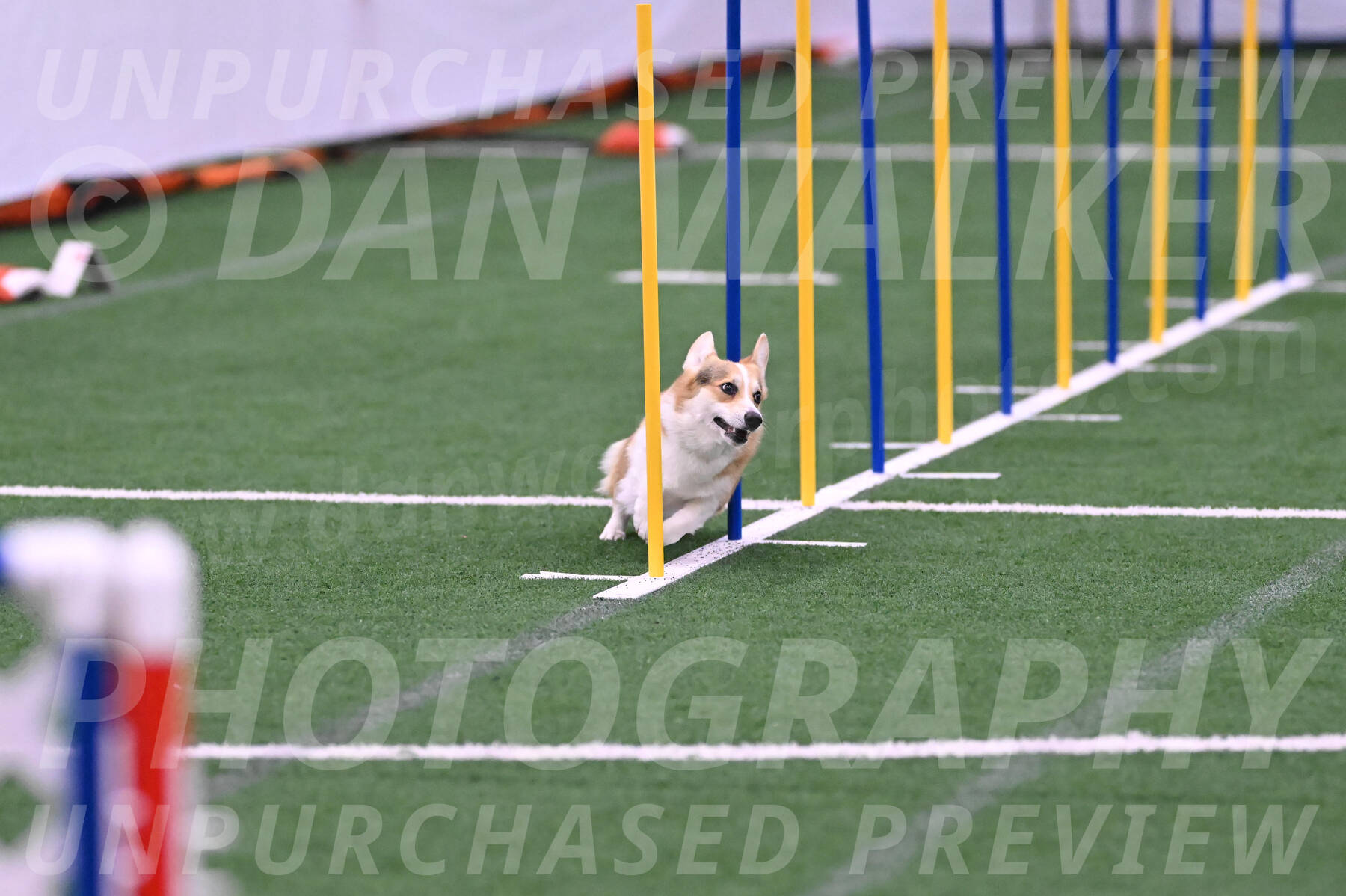 Ozzie-Judy-Roback-02211