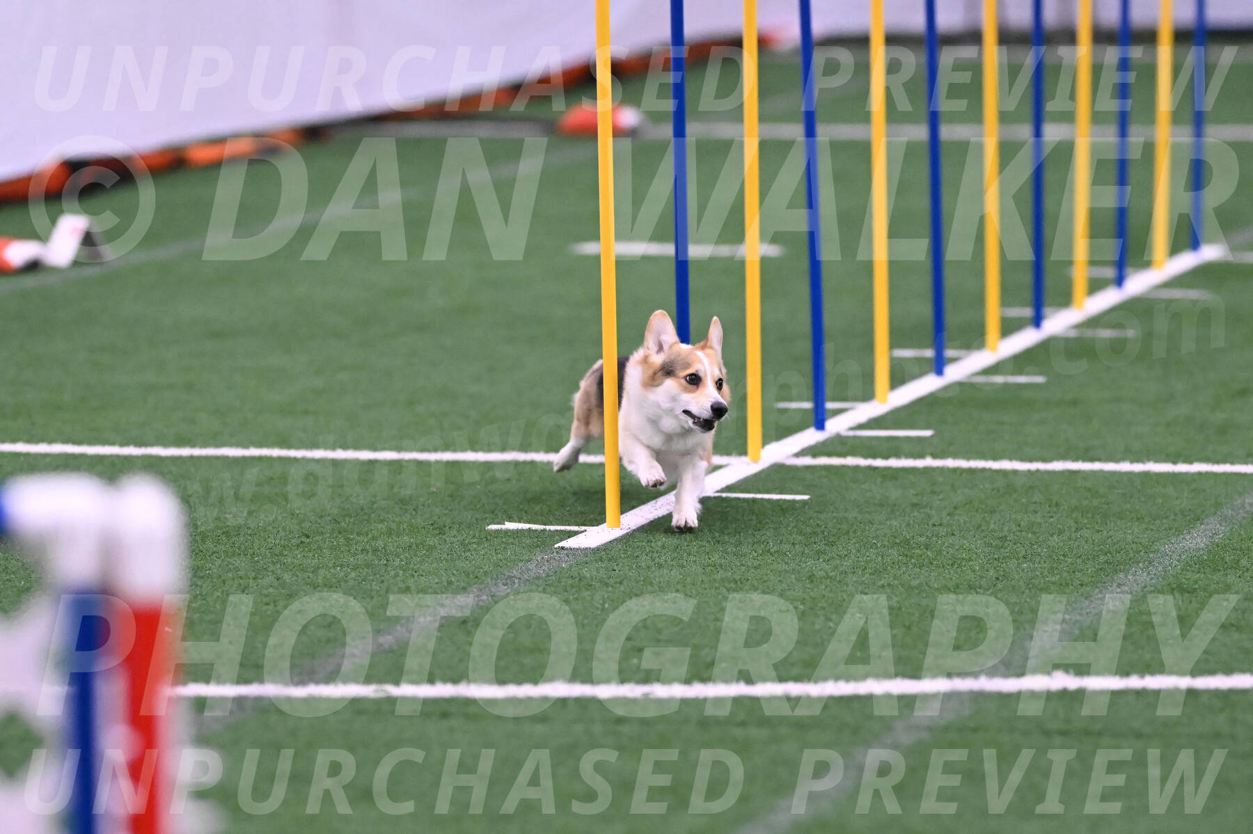 Ozzie-Judy-Roback-02212