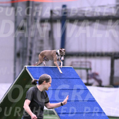Rowdy-Terrianne-Basch-25373