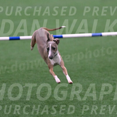 Rowdy-Terrianne-Basch-25393