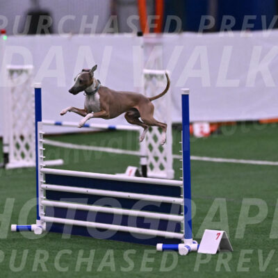 Rowdy-Terrianne-Basch-25453