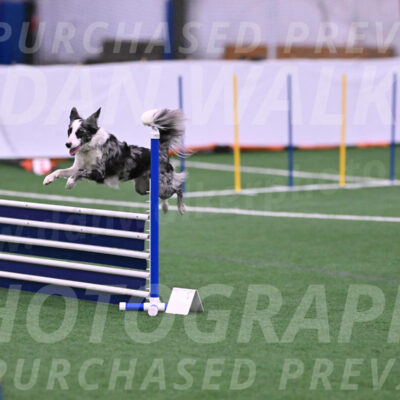 Roxie-Robert-Elliott-23942