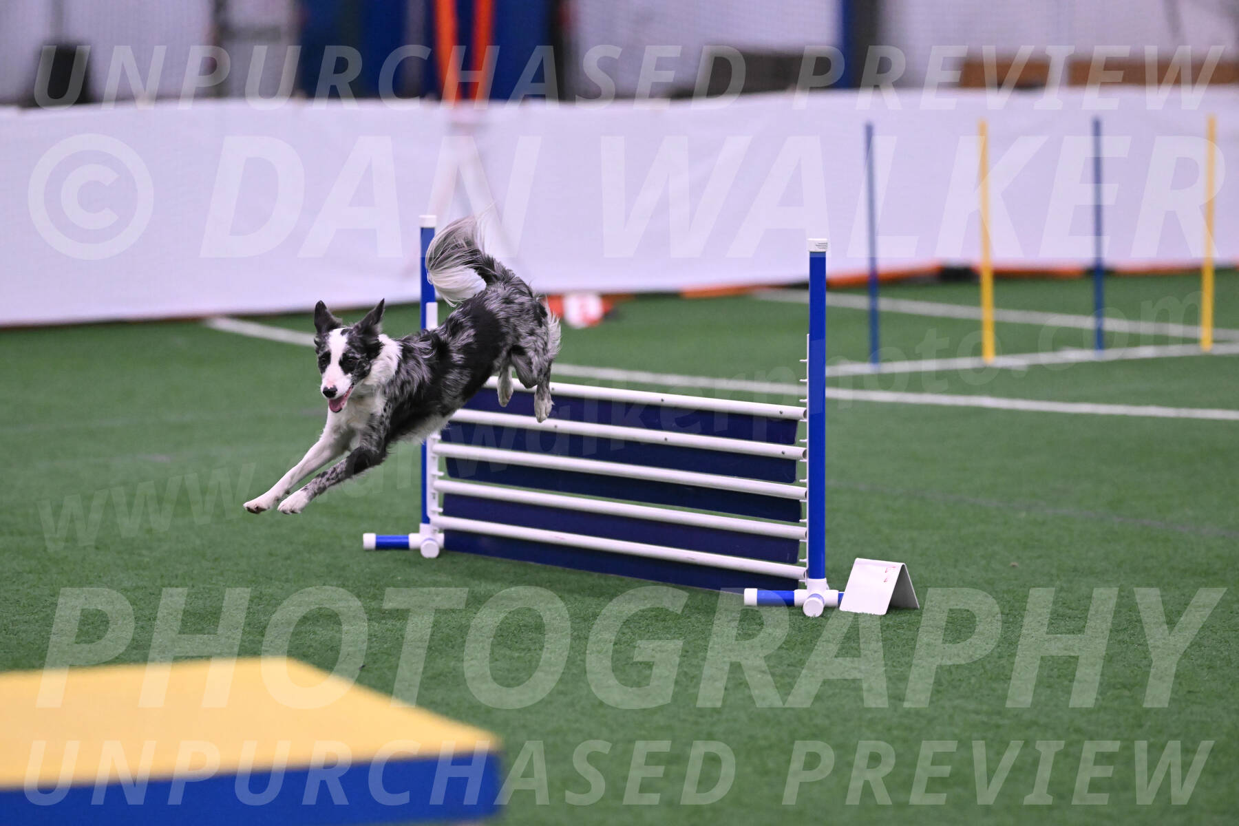 Roxie-Robert-Elliott-23946