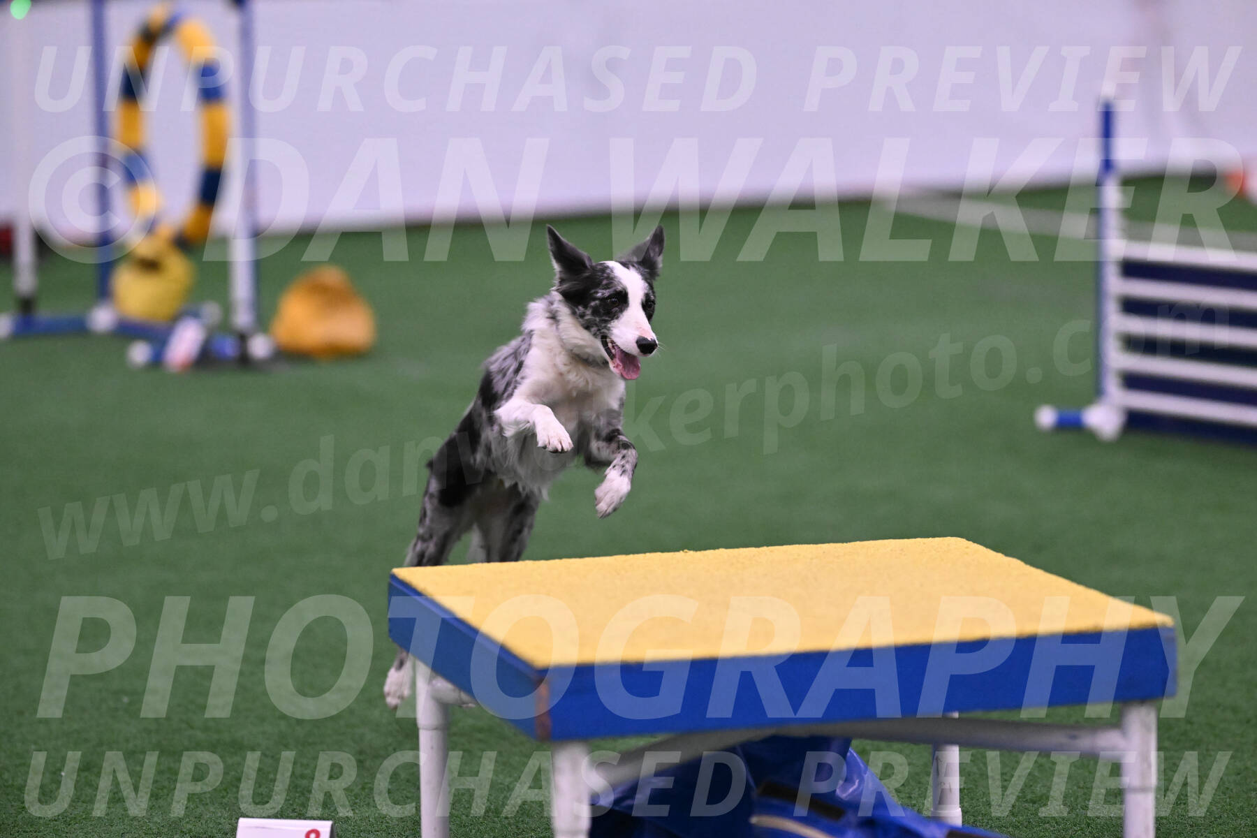 Roxie-Robert-Elliott-23948