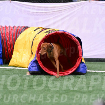 Rumble-Tim-Kim-Dillon-14093
