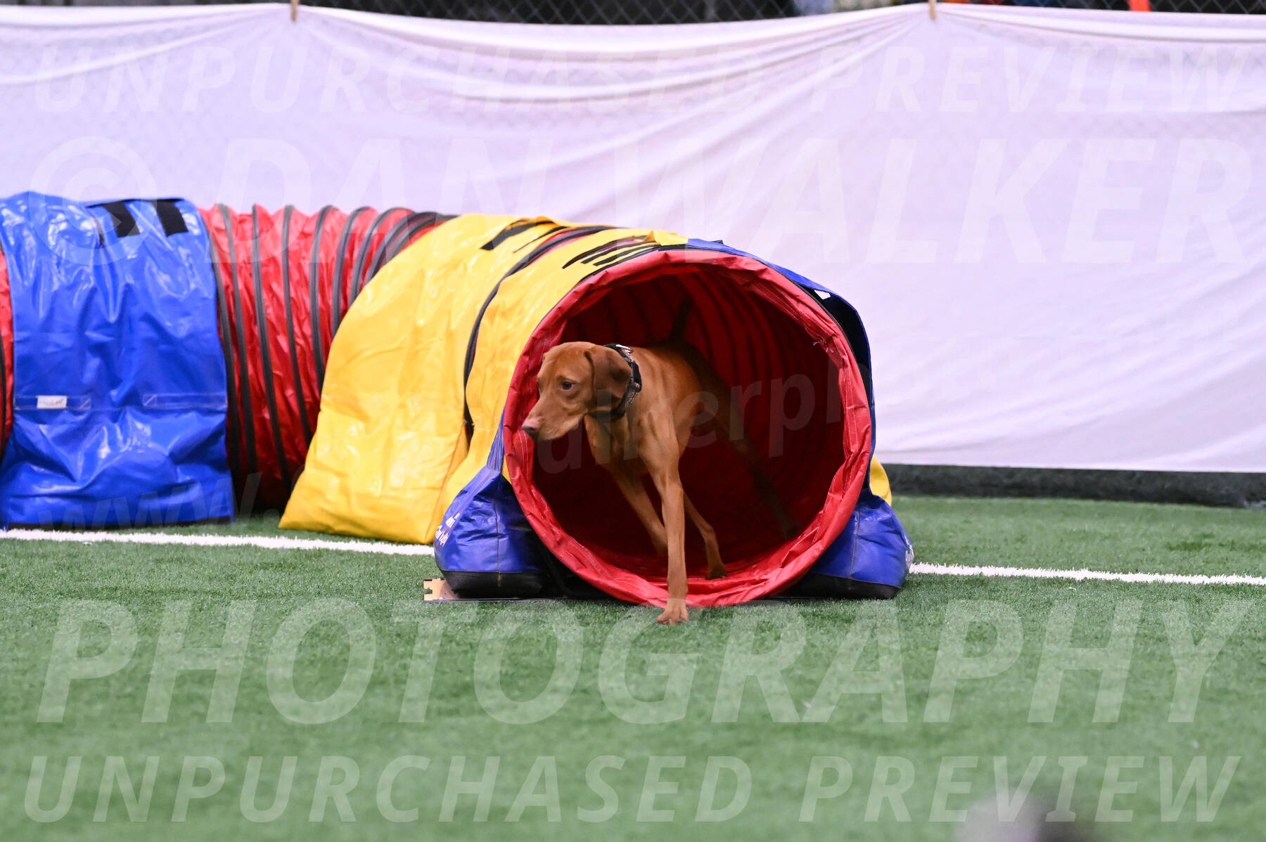Rumble-Tim-Kim-Dillon-14093