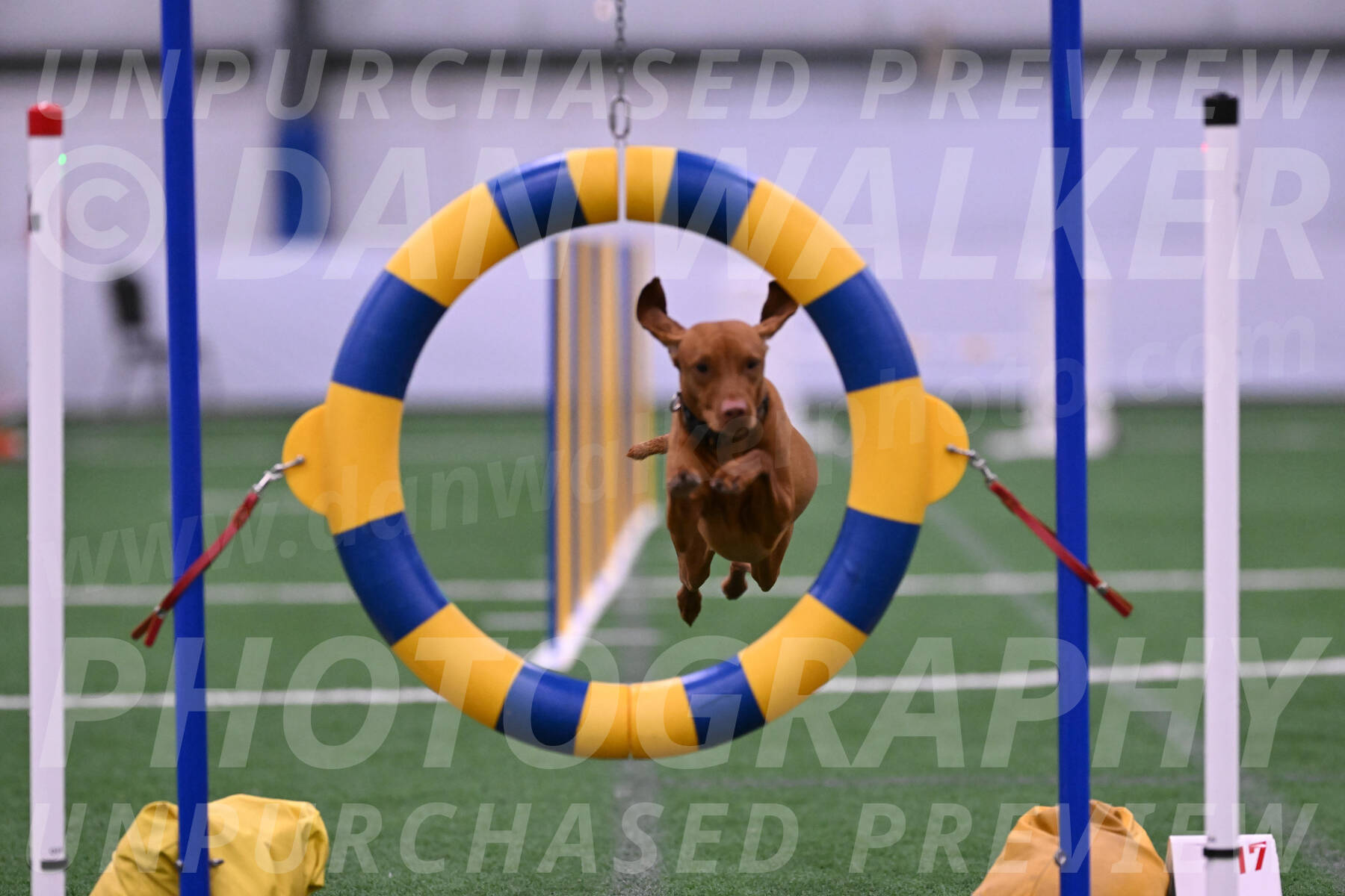 Rumble-Tim-Kim-Dillon-14158