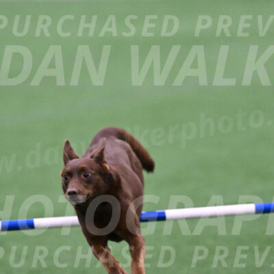 Saru-Casey-Roman-08005
