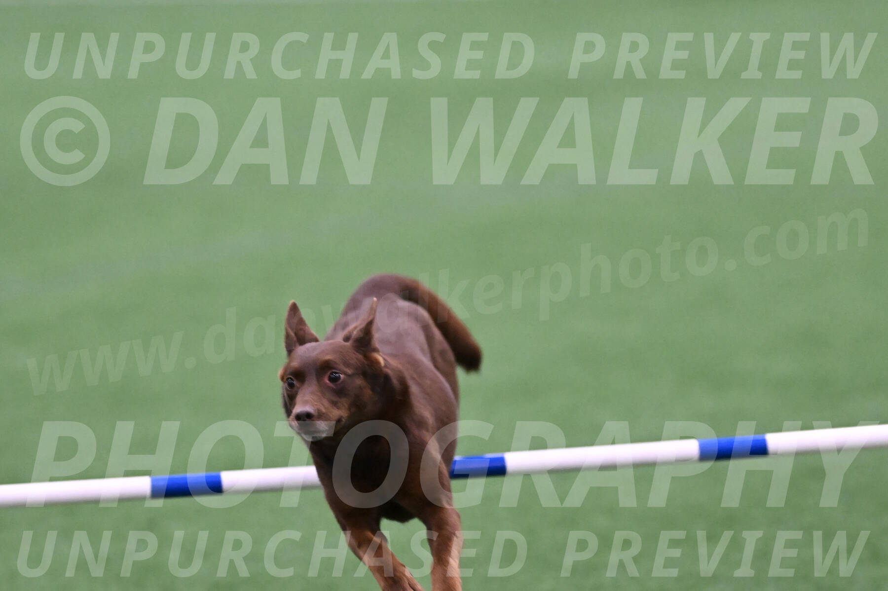 Saru-Casey-Roman-08005