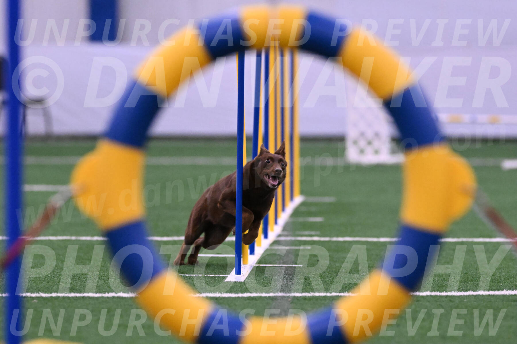 Saru-Casey-Roman-08036